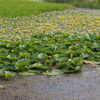 Aquatic Plant Basics