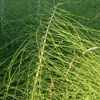 Horsetail Basics