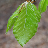 Leaf Basics