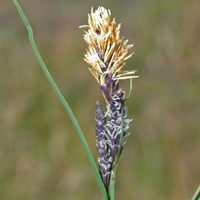 Sedge Basics