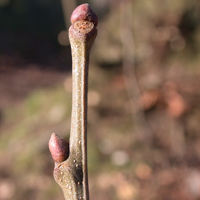 Twig & Bud Basics