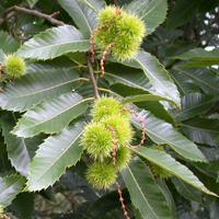 Sweet Chestnut