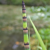 Rough Horsetail