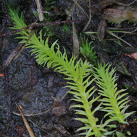 Marsh Clubmoss