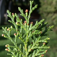 Chinese Thuja