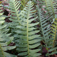 Intermediate Polypody