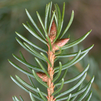 Norway Spruce