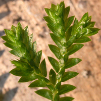 Krauss's Clubmoss