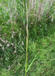Velvet Bent