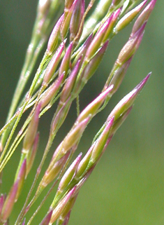 Velvet Bent