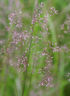 Velvet Bent
