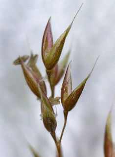 Velvet Bent