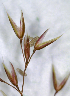 Velvet Bent