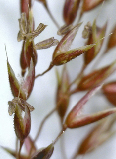Velvet Bent