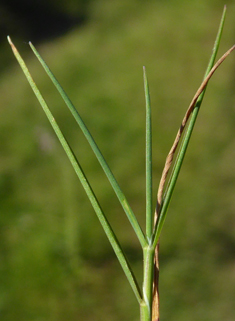 Velvet Bent