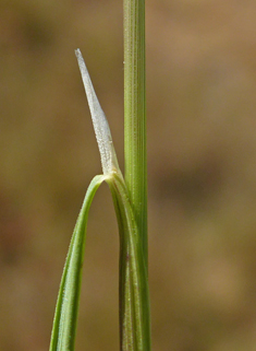 Brown Bent