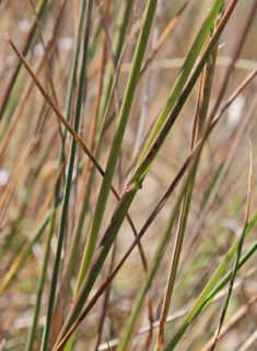 Brown Bent