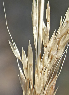 Dense Silky-bent