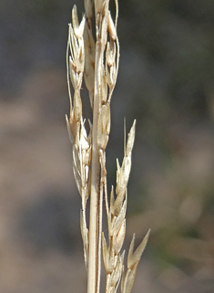 Dense Silky-bent