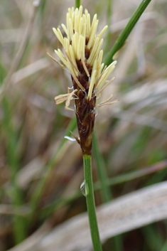 Dioecious Sedge
