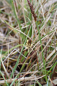 Dioecious Sedge