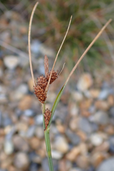 Long-bracted Sedge