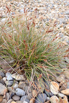 Long-bracted Sedge
