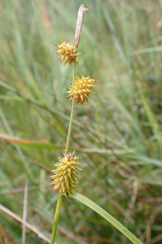 Long-stalked Yellow Sedge