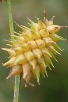 Long-stalked Yellow Sedge