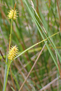 Long-stalked Yellow Sedge