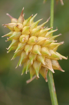 Long-stalked Yellow Sedge