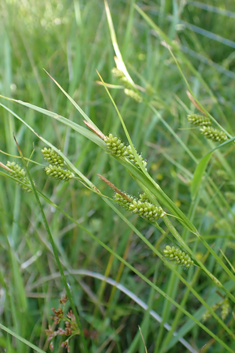 Pale Sedge