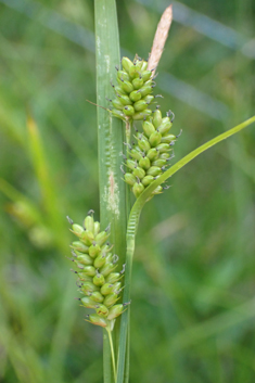 Pale Sedge