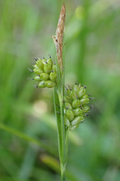 Pale Sedge
