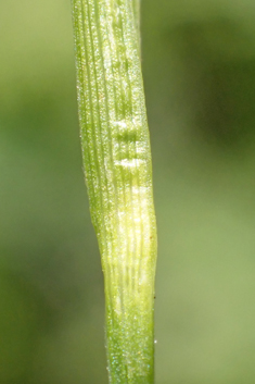 Pale Sedge