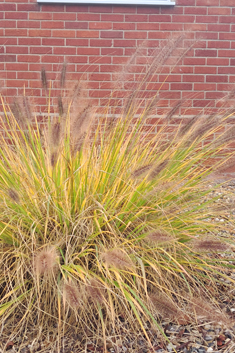Foxtail Fountain-grass