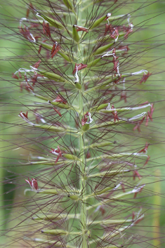 Foxtail Fountain-grass