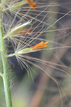 Foxtail Fountain-grass