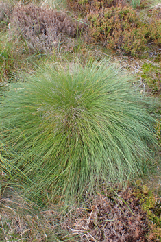 Hare's-tail Cottongrass