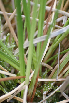 Hare's-tail Cottongrass