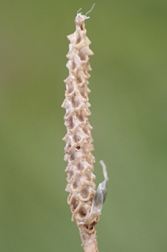 Hare's-tail Cottongrass