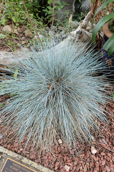 Glaucous Fescue