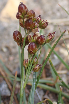 Round-fruited Rush