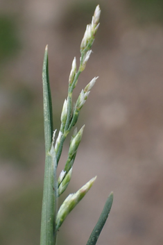 Borrer's Saltmarsh-grass