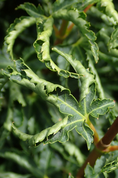 Smooth Japanese Maple