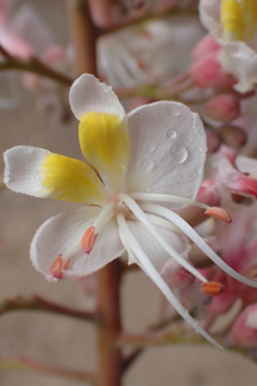 Chinese Horse-chestnut