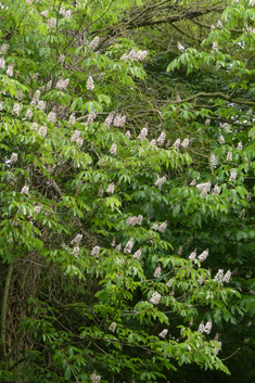 Chinese Horse-chestnut