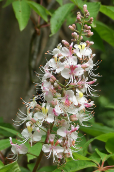 Chinese Horse-chestnut