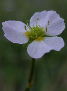 Narrow-leaved Water-plantain