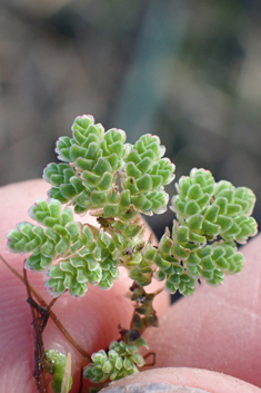 Pacific Mosquito-fern